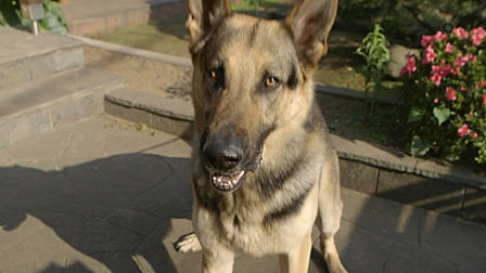 无人能解的密室杀人案，却在狗狗叫声的帮助下破了案