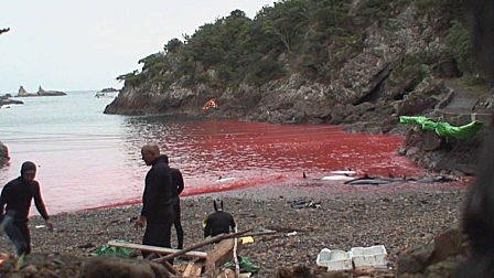 真实画面偷拍，震撼全人类的大屠杀，鲜血染红整片海洋